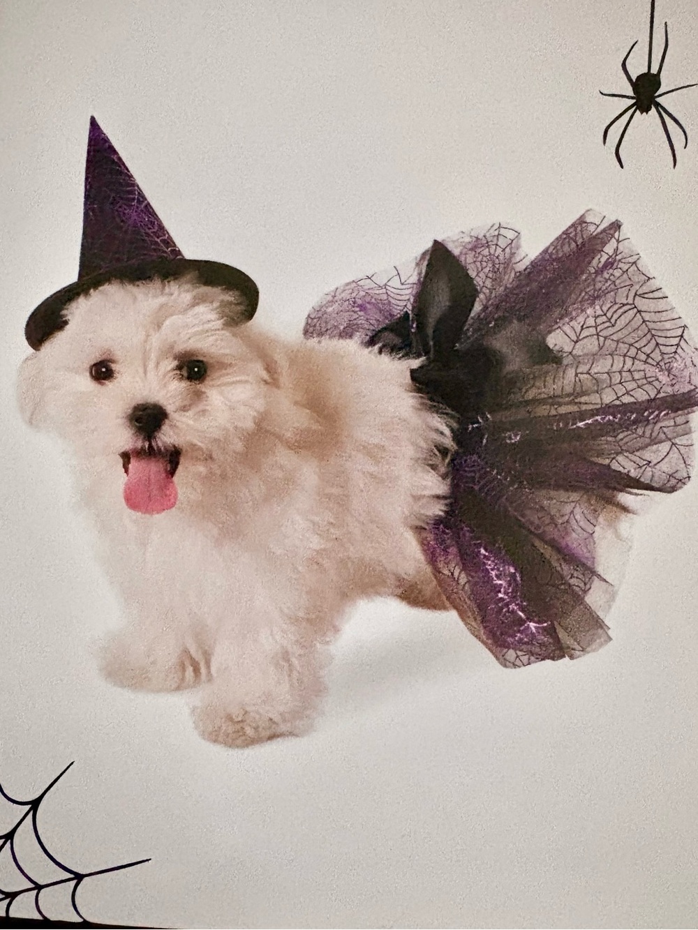 MARTHA STEWART➕Witch Pet Costume NWT
